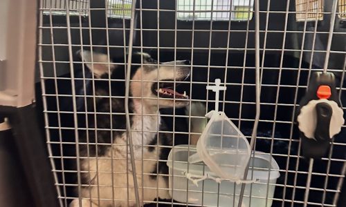 RELOCATE YOUR PET