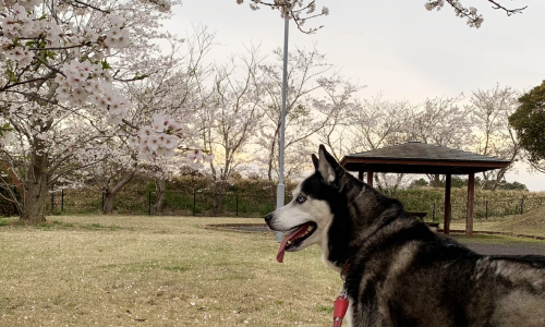 Screenshot 2026-04-06 at 11.27.41