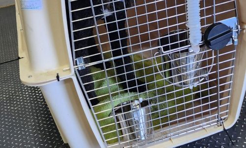 pet Relocator