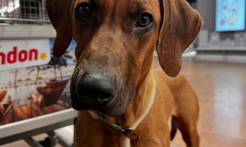 relocate your pet1